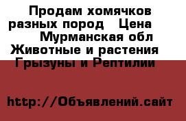 Продам хомячков разных пород › Цена ­ 300 - Мурманская обл. Животные и растения » Грызуны и Рептилии   